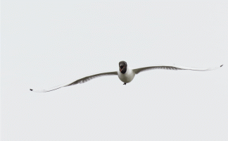 Blackheaded_gull_face_on_flying_opt.gif