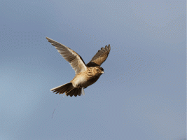 Skylark_flying_small.gif