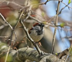 5D3_0864 ps3 fix and crop - Copy.jpg