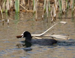 309A0396-DxO_Coot_nest_building.jpg