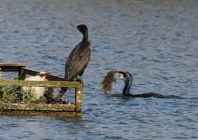 309A0390-DxO_D800_Cormorant_nest_building-lsss.jpg