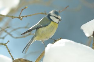 Blue_tit_2.JPG