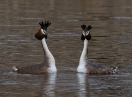 309A0942-DxO_Great_Crested_Grebe_Hair_standing_vg.jpg