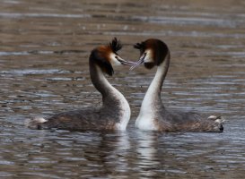 309A0819-DxO_great_crested_grebe_display.jpg