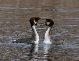Great_Crested_Grebes_Opt.gif