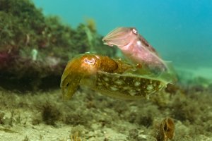 cuttlefish-1655.jpg