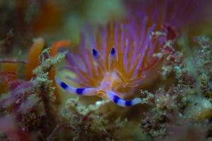nudi-6656.jpg