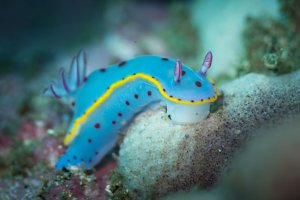 nudi-6974.jpg