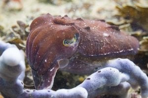 cuttlefish-2251.jpg