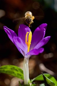 Crocus and Bee.jpg