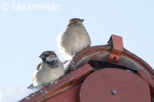 Sparrows_2.JPG