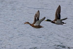 309A1262-DxO_Mallards_flying-isss _2048-sss.jpg