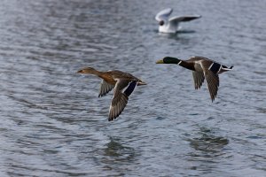 309A1261-DxO_Mallards_flying-isss_2048-ss.jpg