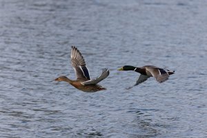 309A1260-DxO_Mallards_flying-isss_2048-ss.jpg