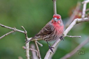 8U4A8374 copy-DN-low-light.jpg