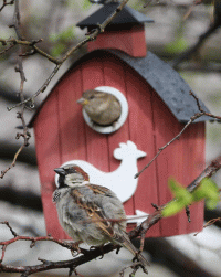 210325 house sparrows.gif