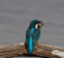 Kingfisher+Fish_bashing_700mm.gif