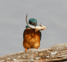 Kingfisher_fishbashing.gif