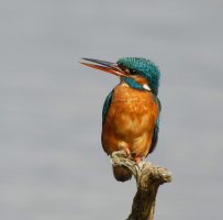 309A1766-DxO_Female_Kingfisher_500mm-lsss.jpg