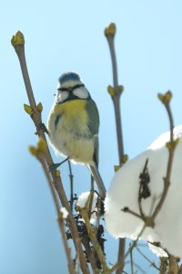 Blue_tit_3.JPG