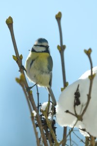 Blue_tit_4.JPG