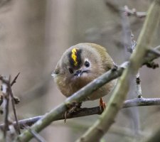 309A4335-DxO_goldcrest_female_full_face.jpg