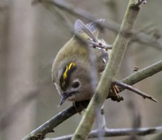 309A4342-DxO_goldcrest_female_back_of_head.jpg