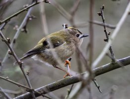 309A4380-DxO_goldcrest_female_side.jpg