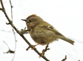 309A4454-DxO_goldcrest_Male_side.jpg