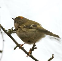 309A4459-DxO_Goldcrest_Male_back_of_head.jpg