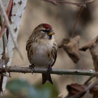 309A4849-DxO_redpoll-lssm.jpg