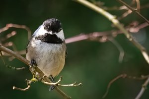Black Capped Chikadee (3x) - K1A4007.jpg