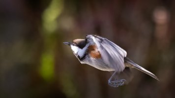 Black Capped Chickadee - K1A3840.jpg