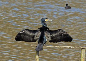309A5497-DxO_Cormorant_drying_wings_700mm0.5-lssm_SH.jpg