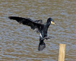 309A5437-DxO_Cormorant_landing_700mmSH_lsss_crop_sm.jpg