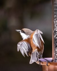 Black Capped Chikadee (4x5) - K1A3839.jpg