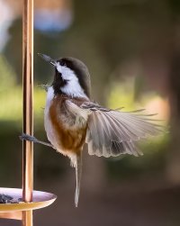 Black Capped Chikadee (Enlarged) - K1A3870.jpg