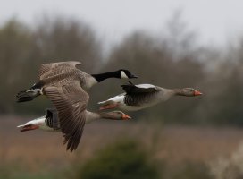 309A6351-DxO_2_greylags+Canada_goose-ls-sharpen-motion.jpg