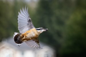 Red Breasted Nuthatch (original) - K1A5317.jpg