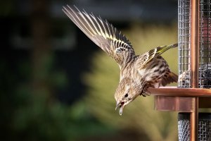 Pine Siskin (original) - K1A5253.jpg