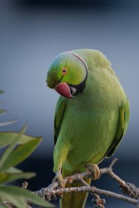 DSC_3722_DxO.jpg DSC_3722_DxO.jpg