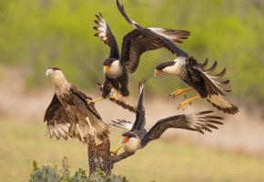 Four Cara Caras Vie for the Same Pertch.jpg