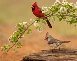 Cardinal Pair in Springtime.jpg