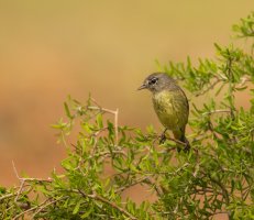 Laguna Seca Spring Birds.jpg