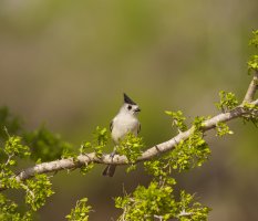 Tufted Titmouse.jpg
