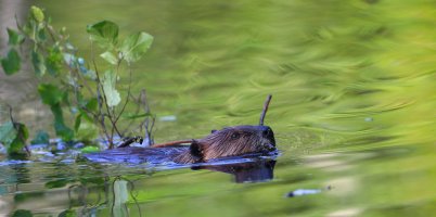 Beaver_s_33476.JPG