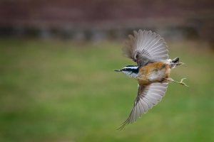 Red Breasted Nuthatch - K1A5958.jpg