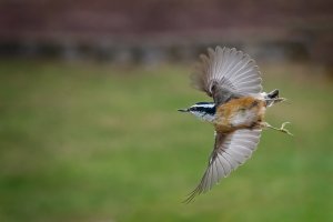 Red Breasted Nuthatch - K1A5958.jpg