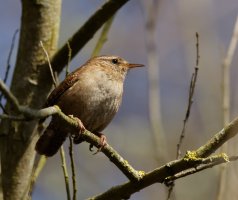 309A6652-DxO_Wren_vvs.jpg