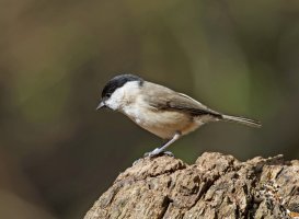 309A6472-DxO_marsh_tit_sh.jpg